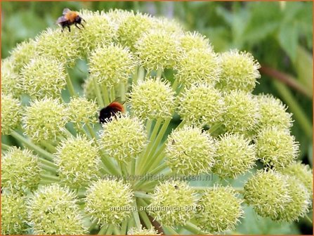 Angelica archangelica | Engelwortel