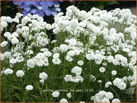 Achillea ptarmica &#039;The Pearl&#039; | Duizendblad