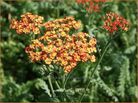 Achillea &#039;Safran&#039; | Duizendblad