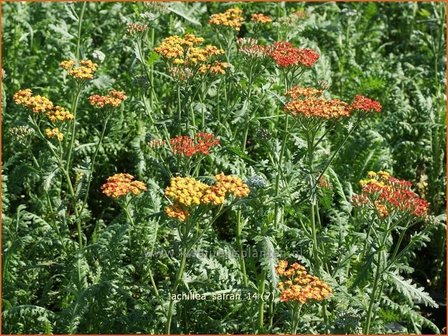 Achillea &#039;Safran&#039; | Duizendblad