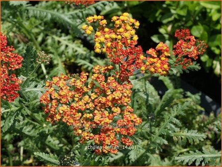 Achillea &#039;Safran&#039; | Duizendblad