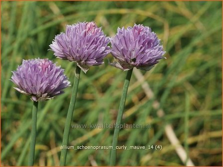 Allium schoenoprasum 'Curly Mauve' | Bieslook, Look | Schnittlauch