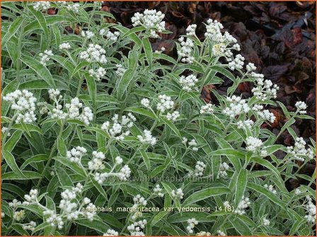 Anaphalis margaritacea var. yedoensis | Siberische edelweiss
