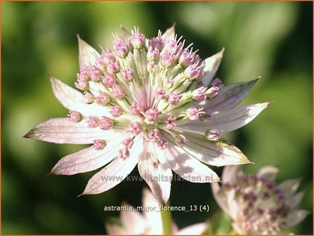 Astrantia major &#039;Florence&#039; | Zeeuws knoopje