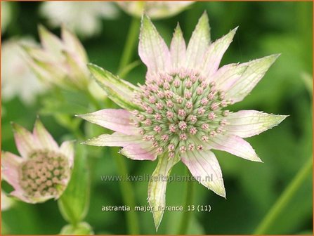 Astrantia major &#039;Florence&#039; | Zeeuws knoopje