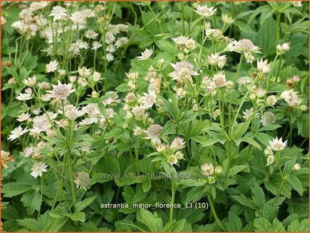 Astrantia major &#039;Florence&#039; | Zeeuws knoopje