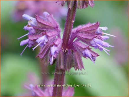 Salvia verticillata &#039;Endless Love&#039; | Kranssalie, Salvia
