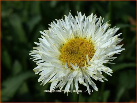Leucanthemum &#039;Real Galaxy&#039; | Margriet