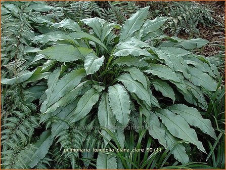 Pulmonaria longifolia 'Diana Clare' | Longkruid