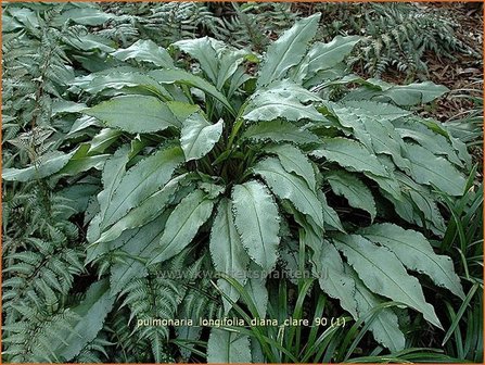 Pulmonaria longifolia &#039;Diana Clare&#039; | Longkruid