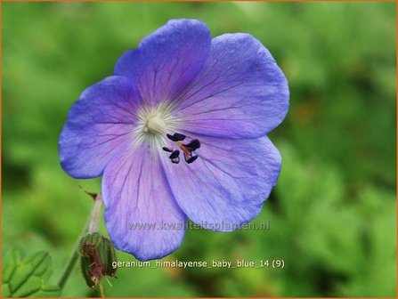 Geranium himalayense &#039;Baby Blue&#039; | Ooievaarsbek