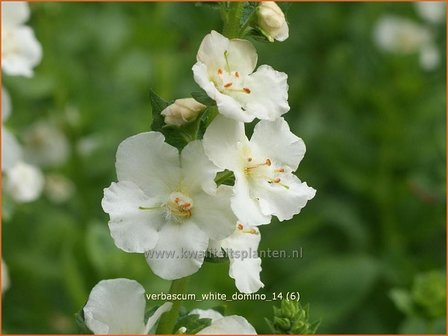 Verbascum 'White Domino' | Toorts