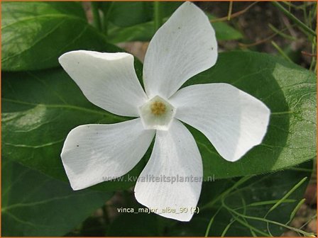 Vinca major &#039;Alba&#039; | Grote maagdenpalm