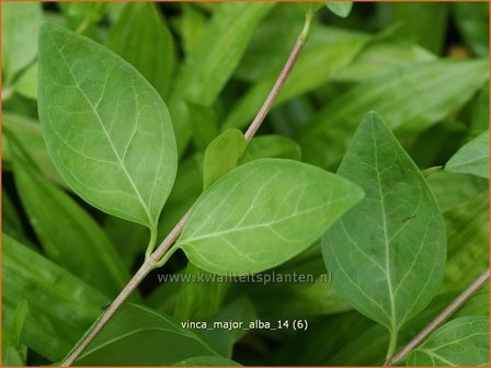 Vinca major &#039;Alba&#039; | Grote maagdenpalm