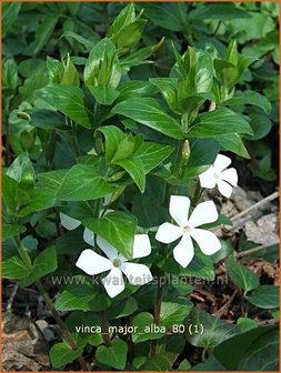 Vinca major &#039;Alba&#039; | Grote maagdenpalm