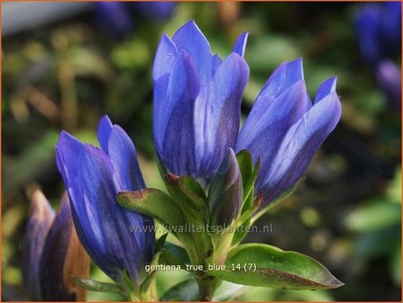 Gentiana &#039;True Blue&#039; | Gentiaan