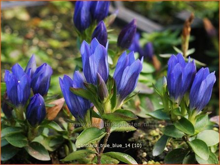 Gentiana &#039;True Blue&#039; | Gentiaan