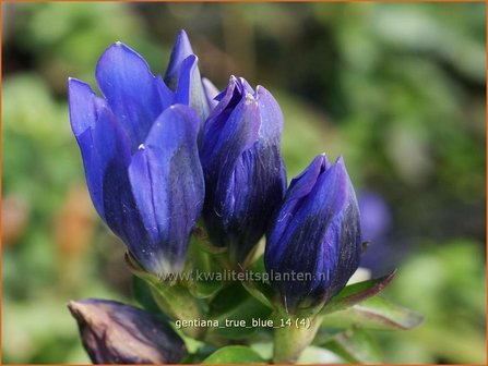 Gentiana &#039;True Blue&#039; | Gentiaan