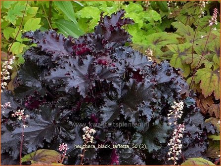 Heuchera &#039;Black Taffetta&#039; | Purperklokje