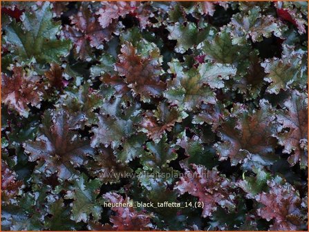 Heuchera &#039;Black Taffetta&#039; | Purperklokje