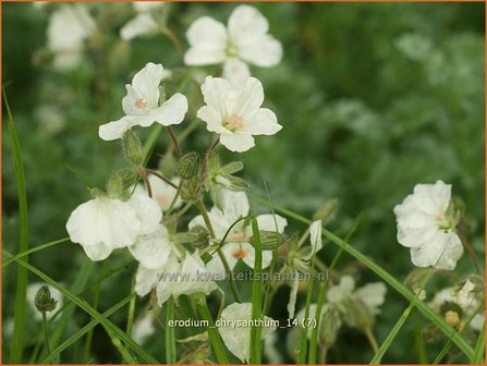 Erodium chrysanthum | Reigersbek