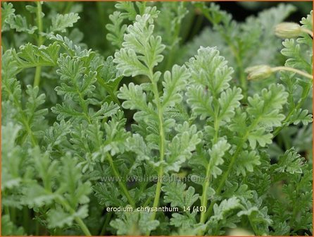 Erodium chrysanthum | Reigersbek