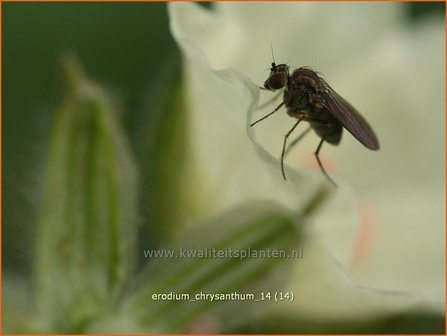 Erodium chrysanthum | Reigersbek