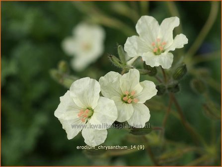 Erodium chrysanthum | Reigersbek