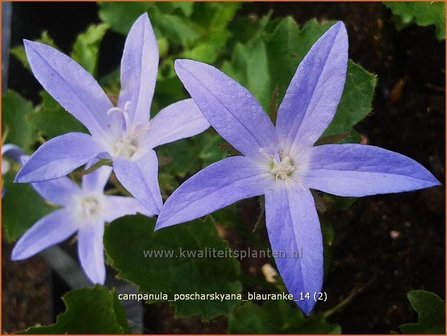 Campanula poscharskyana &#039;Blauranke&#039; | Klokjesbloem