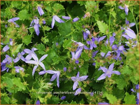 Campanula poscharskyana &#039;Blauranke&#039; | Klokjesbloem