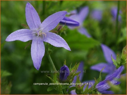 Campanula poscharskyana &#039;Blauranke&#039; | Klokjesbloem