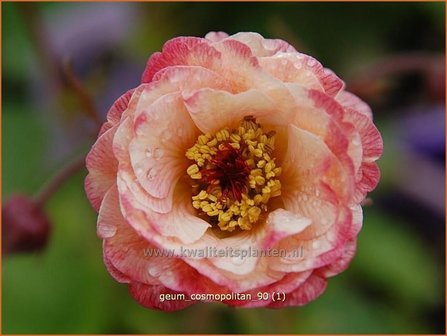 Geum &#039;Cosmopolitan&#039; | Nagelkruid