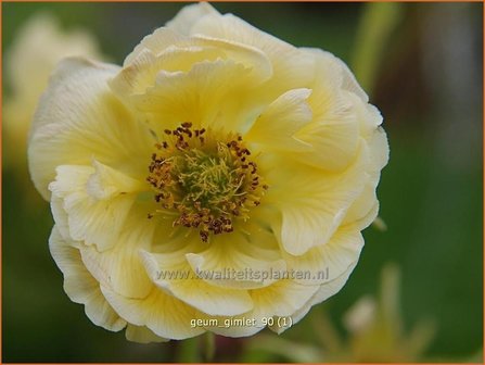 Geum &#039;Gimlet&#039; | Nagelkruid