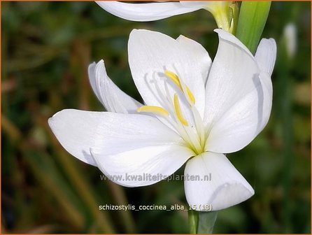 Schizostylis coccinea &amp;#39;Alba&amp;#39;