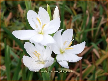 Schizostylis coccinea &#039;Alba&#039; | Moerasgladiool, Kafferlelie