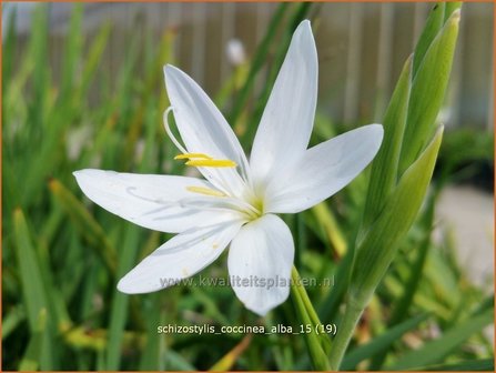 Schizostylis coccinea &#039;Alba&#039; | Moerasgladiool, Kafferlelie