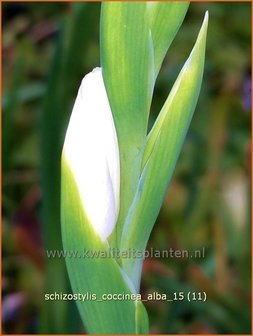 Schizostylis coccinea &#039;Alba&#039; | Moerasgladiool, Kafferlelie