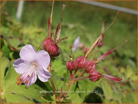 Geranium macrorrhizum &#039;Camce&#039; | Ooievaarsbek
