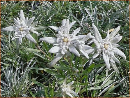 Leontopodium alpinum | Edelweiss