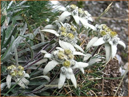 Leontopodium alpinum | Edelweiss