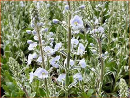 Veronica gentianoides &#039;Variegata&#039; | Gentiaan-ereprijs, Ereprijs