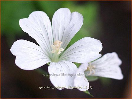 Geranium nodosum &amp;#39;Silverwood&amp;#39; | Knopige ooievaarsbek, Ooievaarsbek, Tuingeranium | Bergwald-Storchschnabel