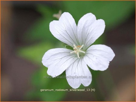 Geranium nodosum &amp;#39;Silverwood&amp;#39; | Knopige ooievaarsbek, Ooievaarsbek, Tuingeranium | Bergwald-Storchschnabel