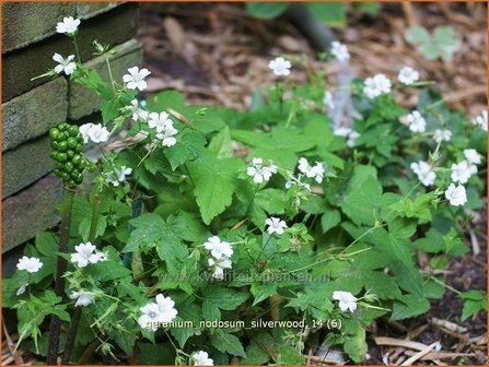 Geranium nodosum &amp;#39;Silverwood&amp;#39; | Knopige ooievaarsbek, Ooievaarsbek, Tuingeranium | Bergwald-Storchschnabel