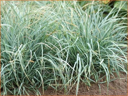 Carex panicea | Blauwe zegge