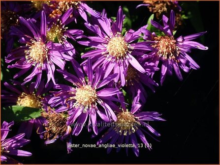 Aster novi-belgii &#039;Violetta&#039; | Aster