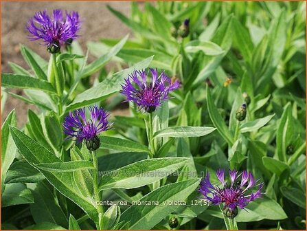 Centaurea montana &#039;Violetta&#039; | Centaurie, Korenbloem