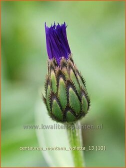 Centaurea montana 'Violetta' | Centaurie, Korenbloem