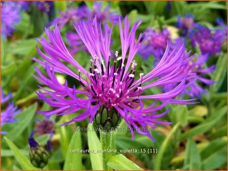 Centaurea montana &#039;Violetta&#039; | Bergcentaurie, Korenbloem, Centaurie
