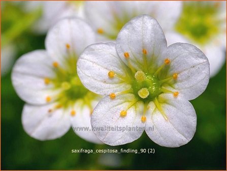 Saxifraga cespitosa &#039;Findling&#039; | Steenbreek, Mossteenbreek